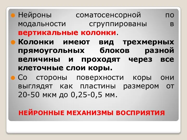 НЕЙРОННЫЕ МЕХАНИЗМЫ ВОСПРИЯТИЯ Нейроны соматосенсорной по модальности сгруппированы в вертикальные колонки.