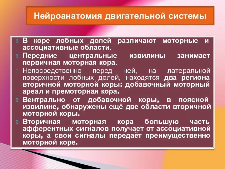 В коре лобных долей различают моторные и ассоциативные области. Передние центральные