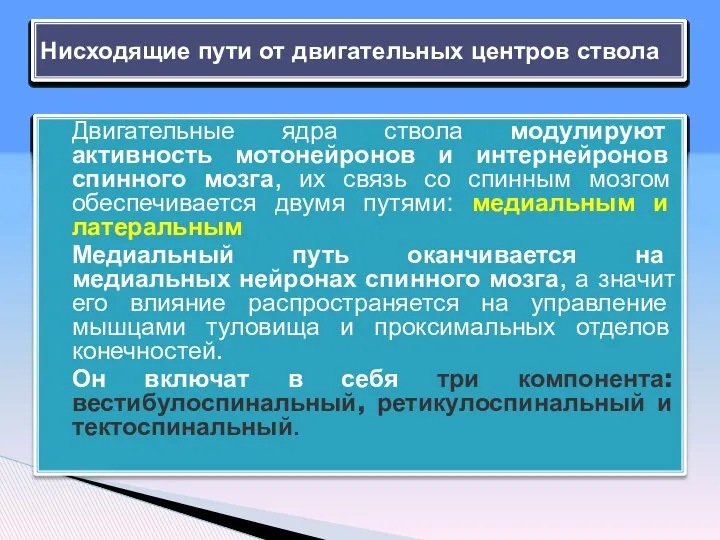 Двигательные ядра ствола модулируют активность мотонейронов и интернейронов спинного мозга, их