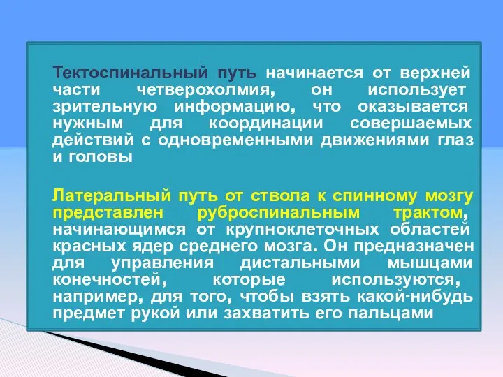 Тектоспинальный путь начинается от верхней части четверохолмия, он использует зрительную информацию,