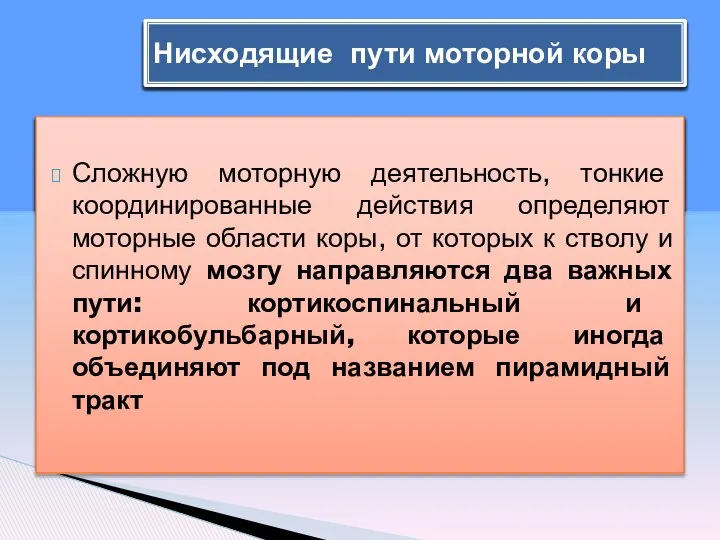 Сложную моторную деятельность, тонкие координированные действия определяют моторные области коры, от