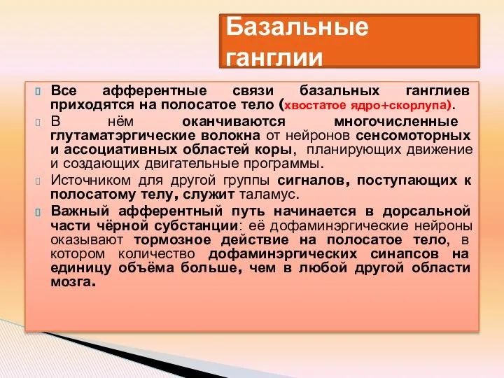 Все афферентные связи базальных ганглиев приходятся на полосатое тело (хвостатое ядро+скорлупа).