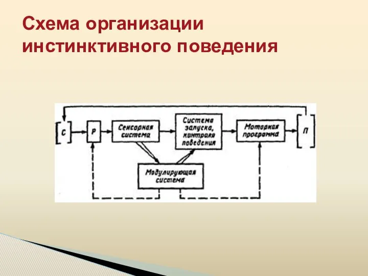 Схема организации инстинктивного поведения