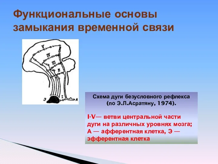 Функциональные основы замыкания временной связи Схема дуги безусловного рефлекса (по Э.Л.Асратяну,