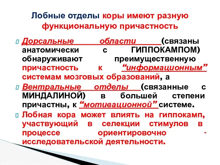 Дорсальные области (связаны анатомически с ГИППОКАМПОМ) обнаруживают преимущественную причастность к “информационным”