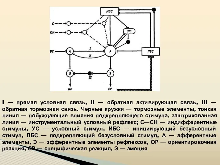 I — прямая условная связь, II — обратная активирующая связь, III