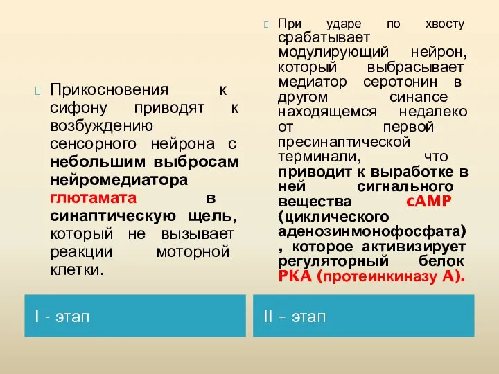 I - этап II – этап Прикосновения к сифону приводят к