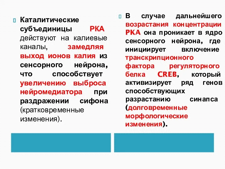 Каталитические субъединицы РКА действуют на калиевые каналы, замедляя выход ионов калия