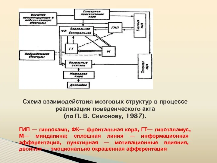 Схема взаимодействия мозговых структур в процессе реализации поведенческого акта (по П.