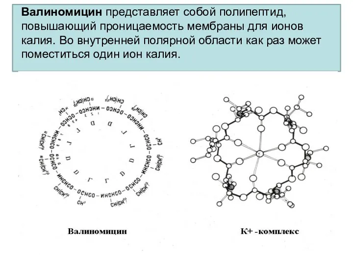 Валиномицин представляет собой полипептид, повышающий проницаемость мембраны для ионов калия. Во