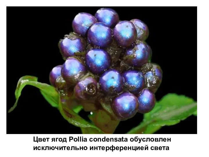 Цвет ягод Pollia condensata обусловлен исключительно интерференцией света