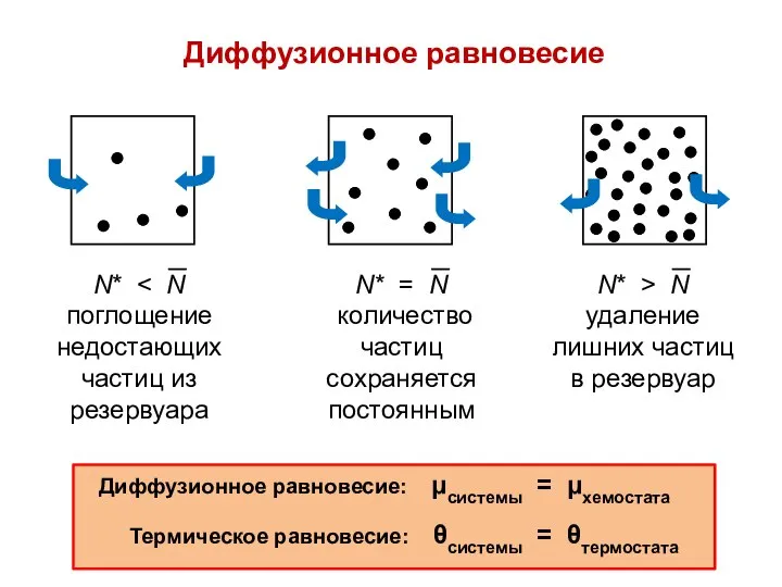 Диффузионное равновесие Диффузионное равновесие: μсистемы = μхемостата Термическое равновесие: θсистемы = θтермостата