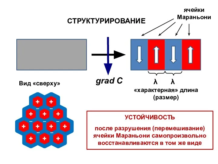 СТРУКТУРИРОВАНИЕ УСТОЙЧИВОСТЬ после разрушения (перемешивание) ячейки Мараньони самопроизвольно восстанавливаются в том же виде