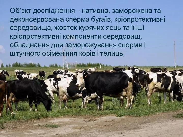 Об’єкт дослідження – нативна, заморожена та деконсервована сперма бугаїв, кріопротективні середовища,