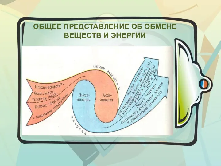 ОБЩЕЕ ПРЕДСТАВЛЕНИЕ ОБ ОБМЕНЕ ВЕЩЕСТВ И ЭНЕРГИИ