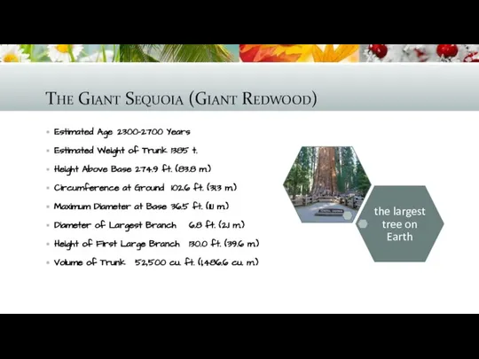 The Giant Sequoia (Giant Redwood) Estimated Age 2300-2700 Years Estimated Weight