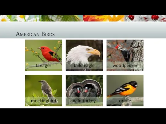 American Birds