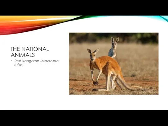 THE NATIONAL ANIMALS Red Kangaroo (Macropus rufus)