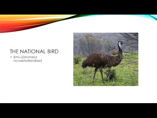 THE NATIONAL BIRD Emu (Dromaius novaehollandiae)