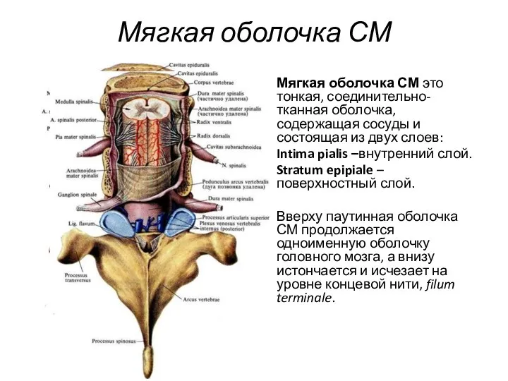 Мягкая оболочка СМ Мягкая оболочка СМ это тонкая, соединительно-тканная оболочка, содержащая