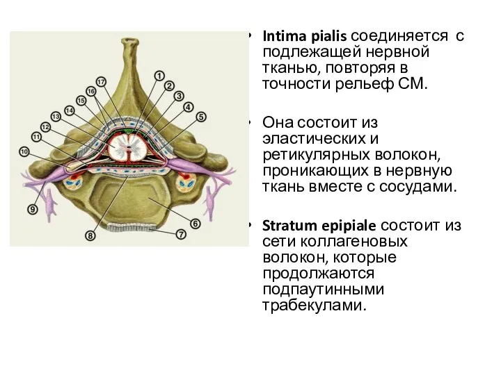 Intima pialis соединяется с подлежащей нервной тканью, повторяя в точности рельеф