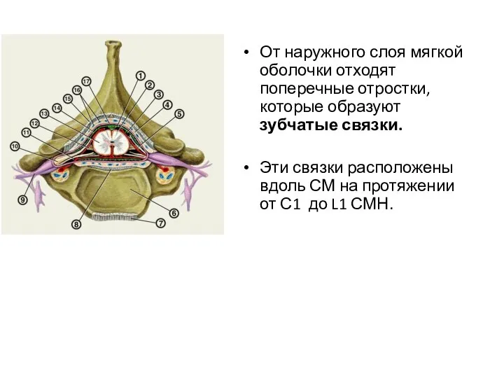 От наружного слоя мягкой оболочки отходят поперечные отростки, которые образуют зубчатые