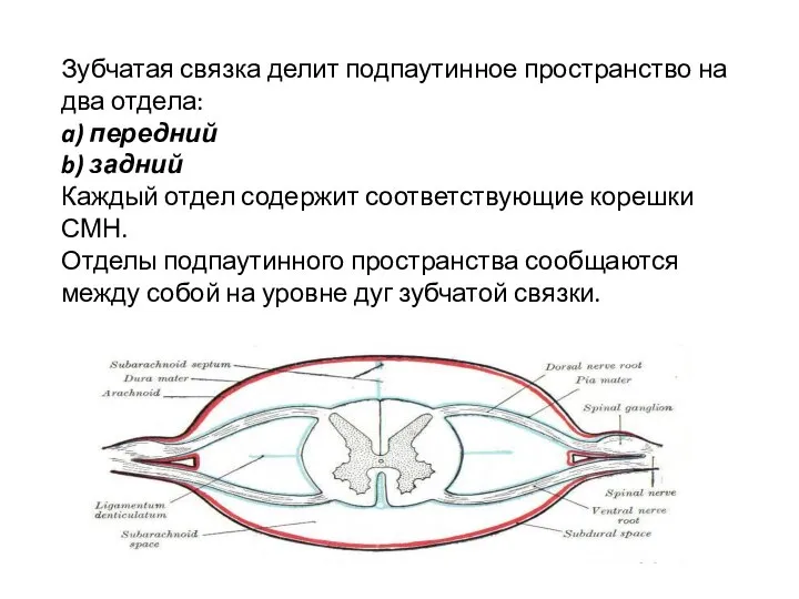 Зубчатая связка делит подпаутинное пространство на два отдела: a) передний b)