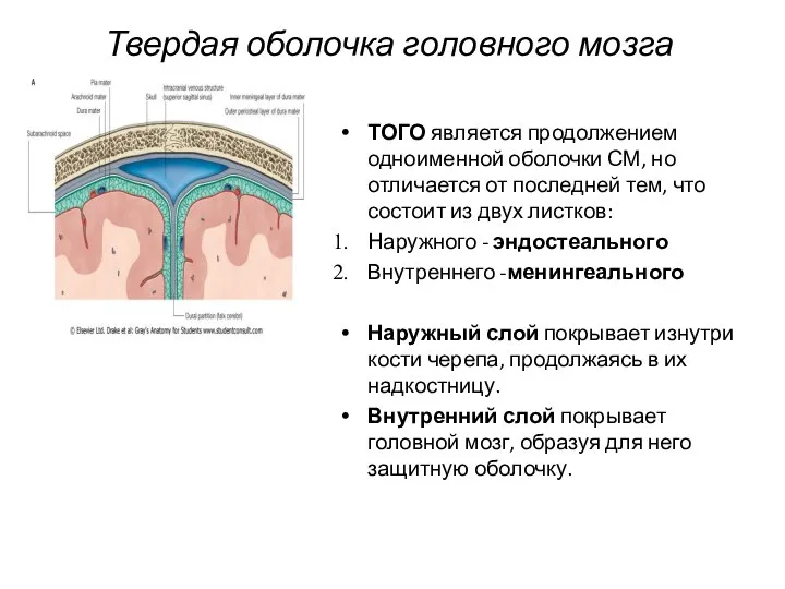 Твердая оболочка головного мозга ТОГО является продолжением одноименной оболочки СМ, но