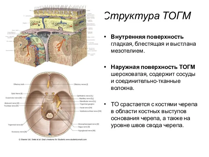 Структура ТОГМ Внутренняя поверхность гладкая, блестящая и выстлана мезотелием. Наружная поверхность