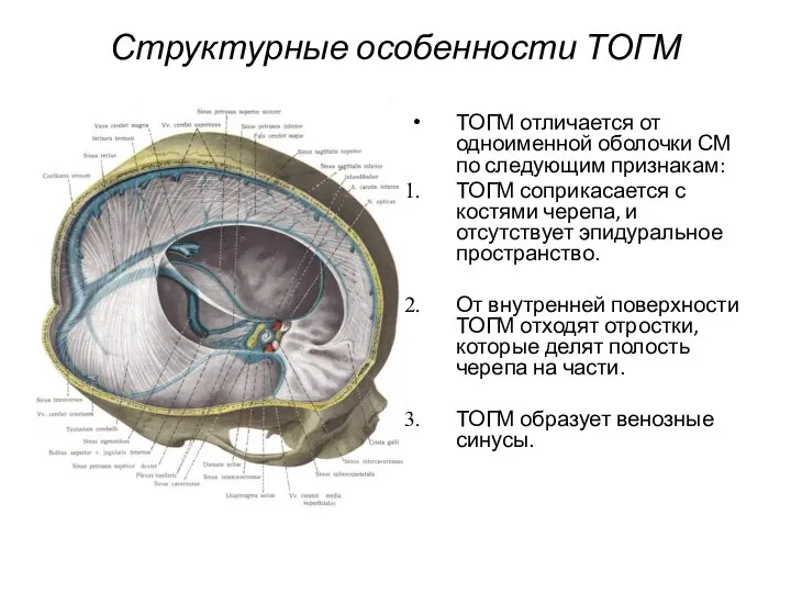 Структурные особенности ТОГМ ТОГМ отличается от одноименной оболочки СМ по следующим