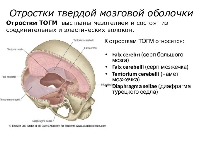 К отросткам ТОГМ относятся: Falx cerebri (серп большого мозга) Falx cerebelli