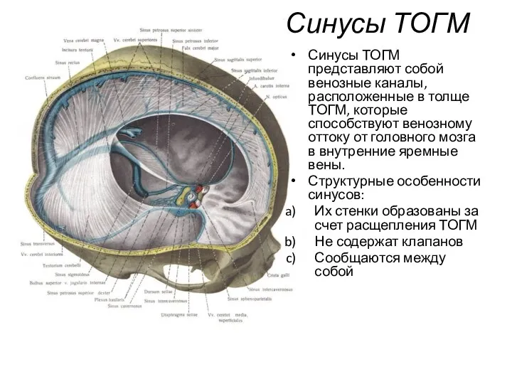 Синусы ТОГМ Синусы ТОГМ представляют собой венозные каналы, расположенные в толще