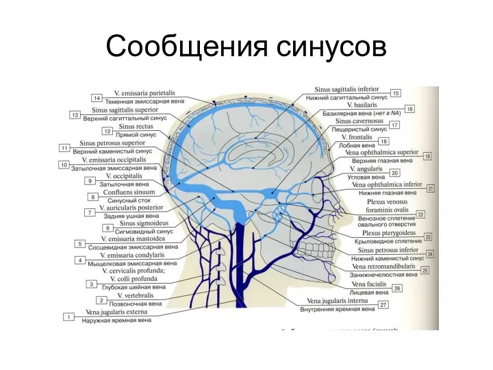 Сообщения синусов