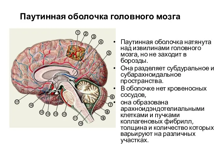 Паутинная оболочка головного мозга Паутинная оболочка натянута над извилинами головного мозга,