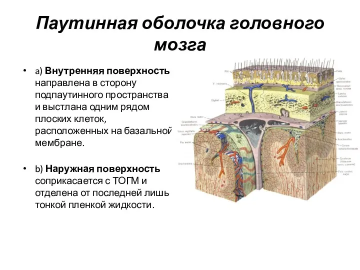 Паутинная оболочка головного мозга a) Внутренняя поверхность направлена в сторону подпаутинного