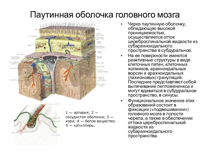 Паутинная оболочка головного мозга Через паутинную оболочку, обладающую высокой проницаемостью, осуществляется