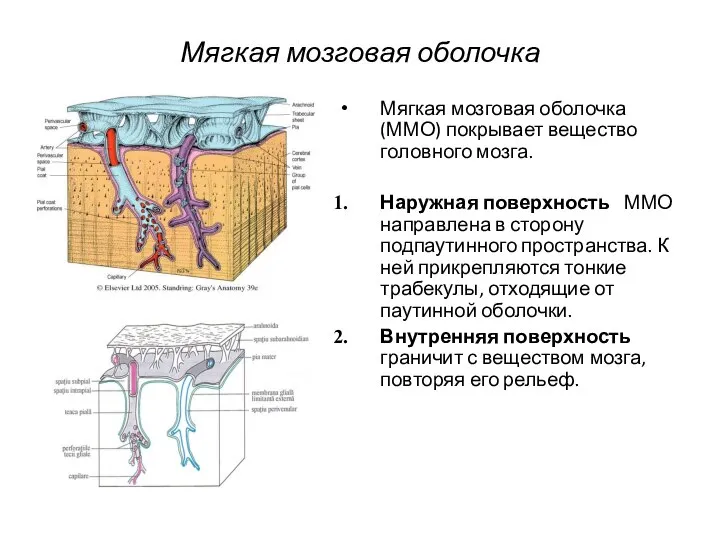 Мягкая мозговая оболочка Мягкая мозговая оболочка (ММО) покрывает вещество головного мозга.