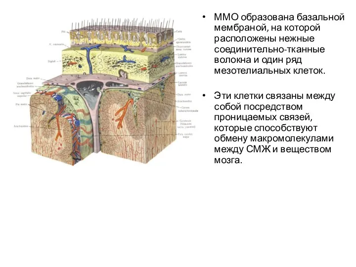 ММО образована базальной мембраной, на которой расположены нежные соединительно-тканные волокна и