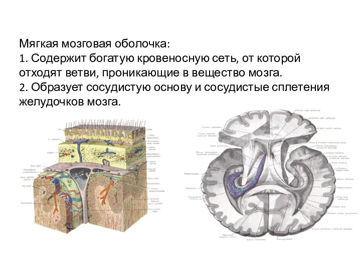 Мягкая мозговая оболочка: 1. Содержит богатую кровеносную сеть, от которой отходят