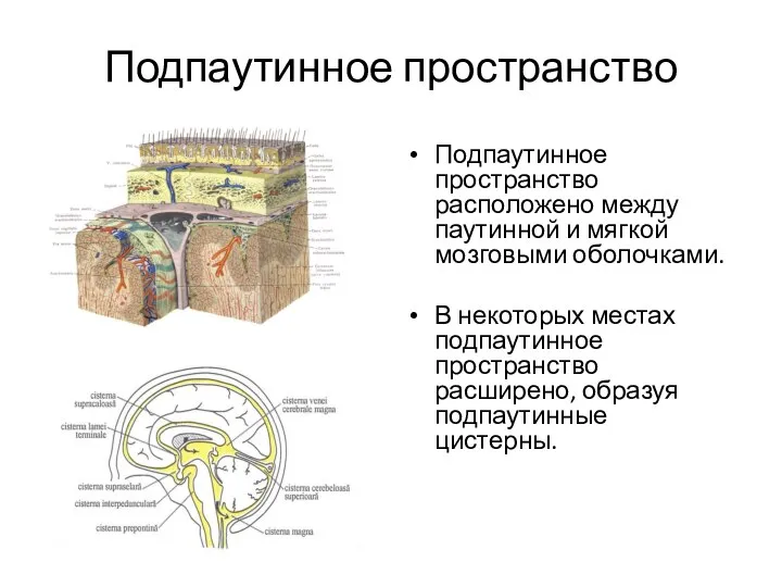 Подпаутинное пространство Подпаутинное пространство расположено между паутинной и мягкой мозговыми оболочками.