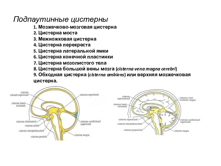 Подпаутинные цистерны 1. Мозжечково-мозговая цистерна 2. Цистерна моста 3. Межножковая цистерна