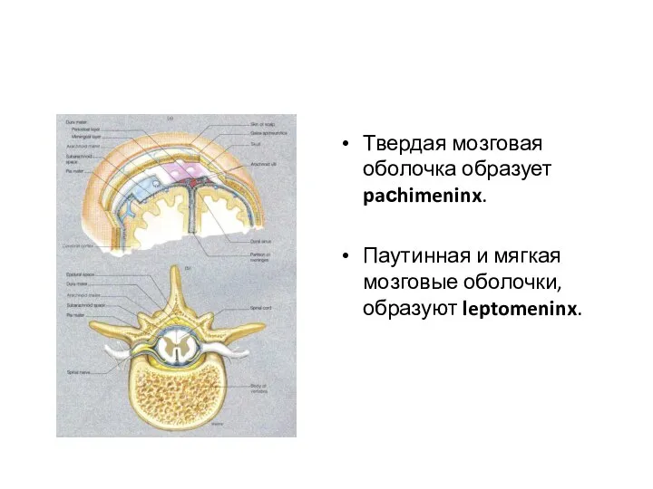 Твердая мозговая оболочка образует paсhimeninx. Паутинная и мягкая мозговые оболочки, образуют leptomeninx.