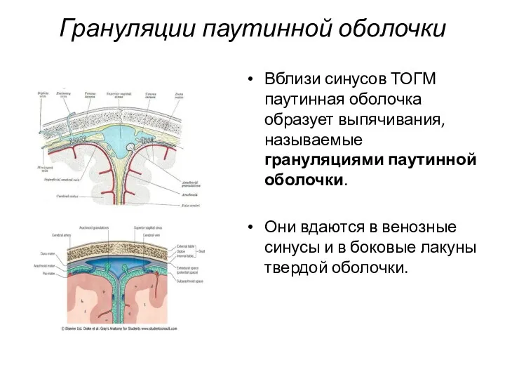 Грануляции паутинной оболочки Вблизи синусов ТОГМ паутинная оболочка образует выпячивания, называемые