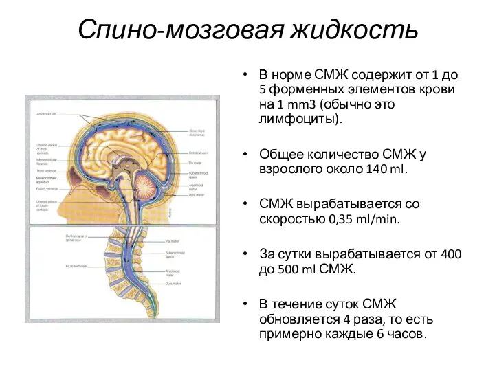 Спино-мозговая жидкость В норме СМЖ содержит от 1 до 5 форменных