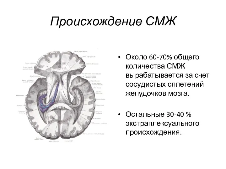 Происхождение СМЖ Около 60-70% общего количества СМЖ вырабатывается за счет сосудистых