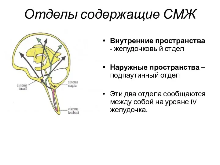 Отделы содержащие СМЖ Внутренние пространства - желудочковый отдел Наружные пространства –