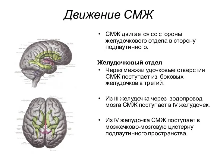 Движение СМЖ СМЖ двигается со стороны желудочкового отдела в сторону подпаутинного.