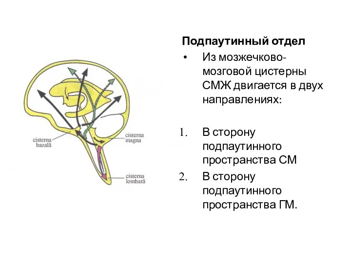 Подпаутинный отдел Из мозжечково-мозговой цистерны СМЖ двигается в двух направлениях: В