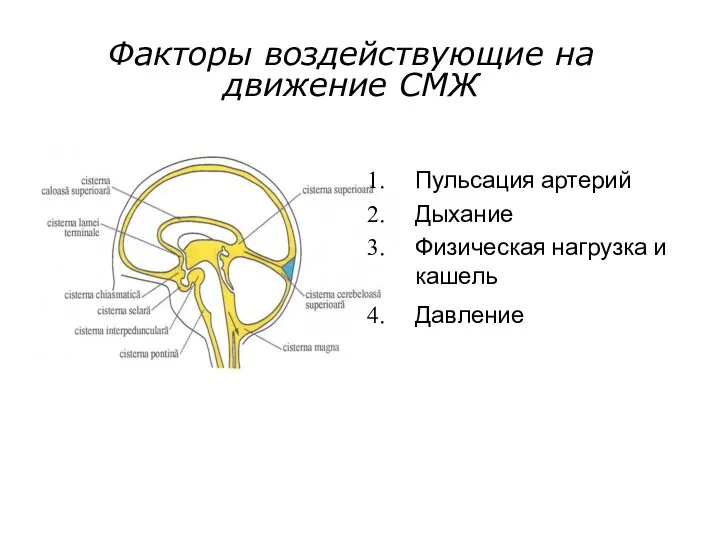 Пульсация артерий Дыхание Физическая нагрузка и кашель Давление Факторы воздействующие на движение СМЖ