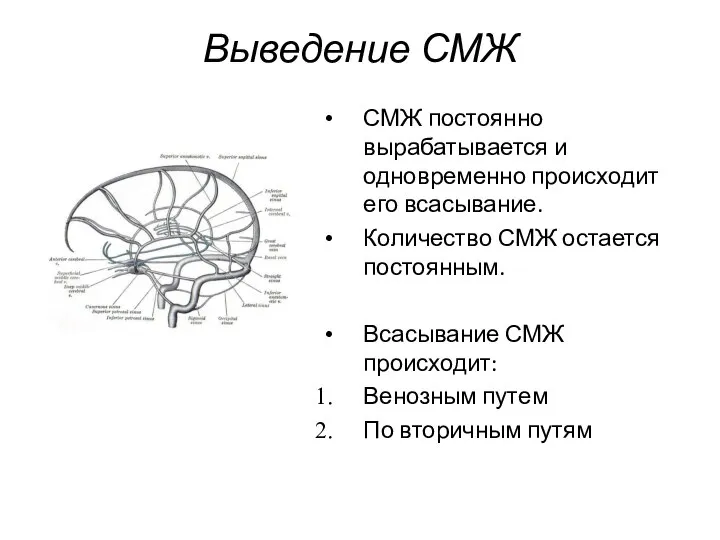 Выведение СМЖ СМЖ постоянно вырабатывается и одновременно происходит его всасывание. Количество